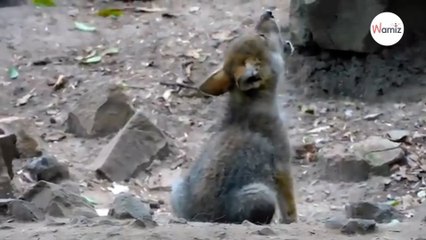 Video escucha al cachorro que derrite a México con sus aullidos