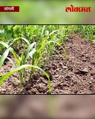 पिक लावलं... पाऊस हरवला... हवालदिल शेतकऱ्यानं काय केलं