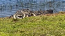 Wildlife enthusiast comes face-to-face with CROCZILLA, the 14-foot American Crocodile