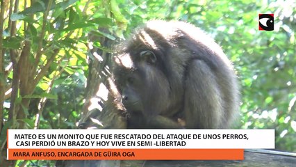 Mateo es un monito que fue rescatado del ataque de unos perros, casi perdió un brazo y hoy vive en semi-libertad