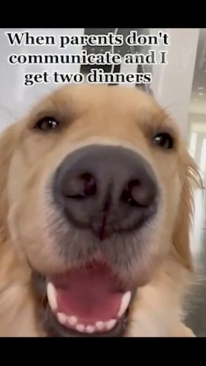funny animals