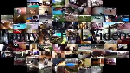 Funny Angry Dogs - Angry Dogs Compilation