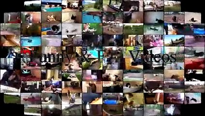 Funny Cats And Dogs - Funny Cats vs Dogs September 2017