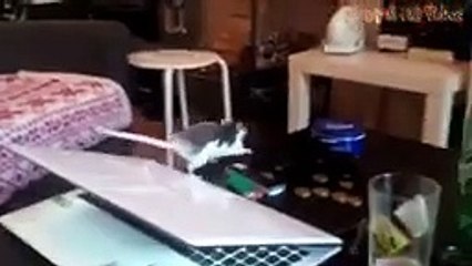 Animal Fails September 2017 - Animal Fails Compilation 2017