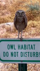 Burrowing Owl Uses All the Body Language