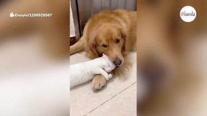 A este perro se le ocurre lamer al gato y la reacción del michi es de película