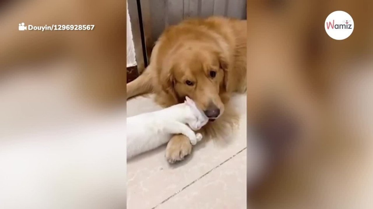 A este perro se le ocurre lamer al gato y la re...