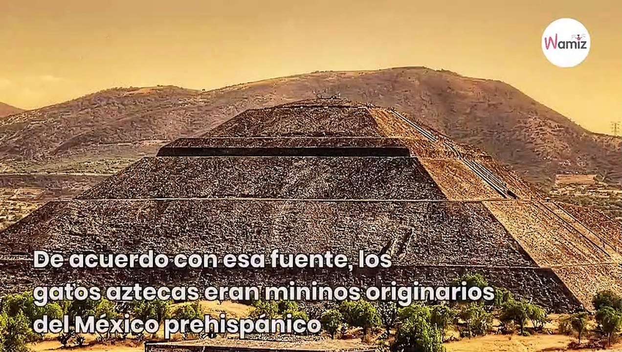 Gato azteca descubre todo sobre este legendario minino
