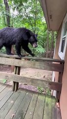 Polite Bear Listens And Gets Down Off Deck