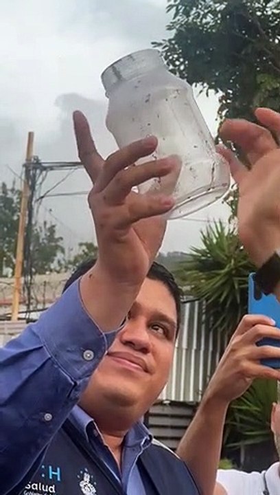 Liberan miles de zancudos con Wolbicha en Distrito Central