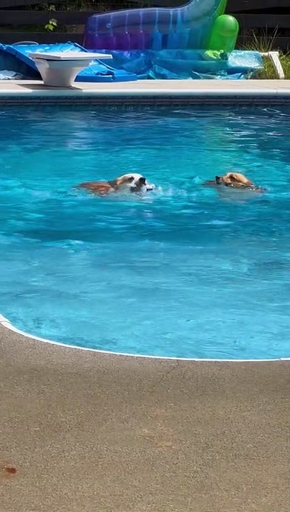 Plastic Toy Thwarts Poolside Corgi