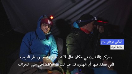 إخافة الذئب في جبال الألب السويسرية وسيلة لإبعاده عن قطعان الماشية...وحمايته أيضاً