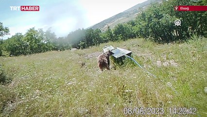 Suyla serinlemeye çalışan ayı fotokapana takıldı