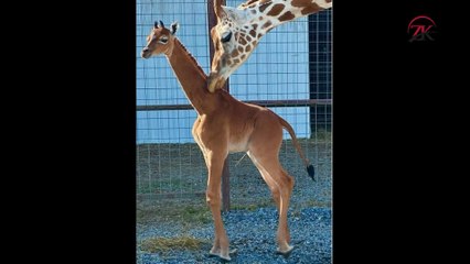 Unique! World's only spotless giraffe is born at Tennessee zoo - and YOU can help name her