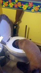 Golden Puppy Dog Paddling In Toilet Bowl