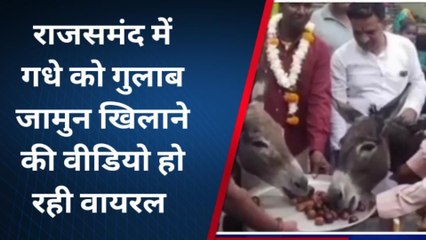 राजसमंद: गधे को गुलाब जामुन खिलाने का वीडियो वायरल, देखिए क्या है इसका संदेश