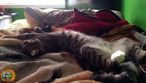 Funny Cats Sleeping - Funny Cute Cats Compilation - Sleeping Cats Part 1