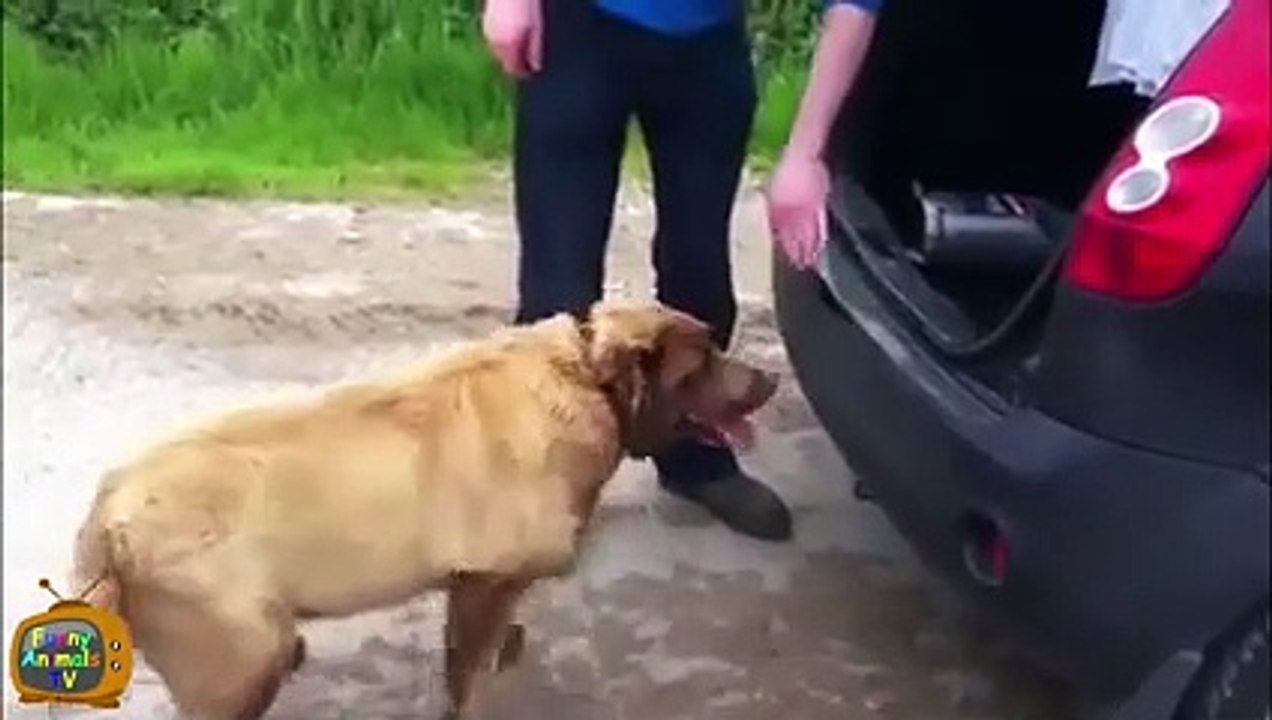 Funny Dogs - Funny Dog Fails - Funny Dogs Compilation - Funny Animals Compilation