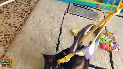 Funny Animals Compilation September 2015 - Funny Animal Videos 2015 - Funny Animals