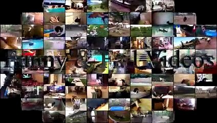 Funny Animals Compilation April 2016 - Funny Videos 2016 - Funny Animals