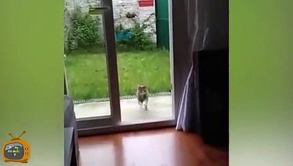 Animal Fails November 2015 - Animal Fail Videos - Animal Fails Compilation 2015