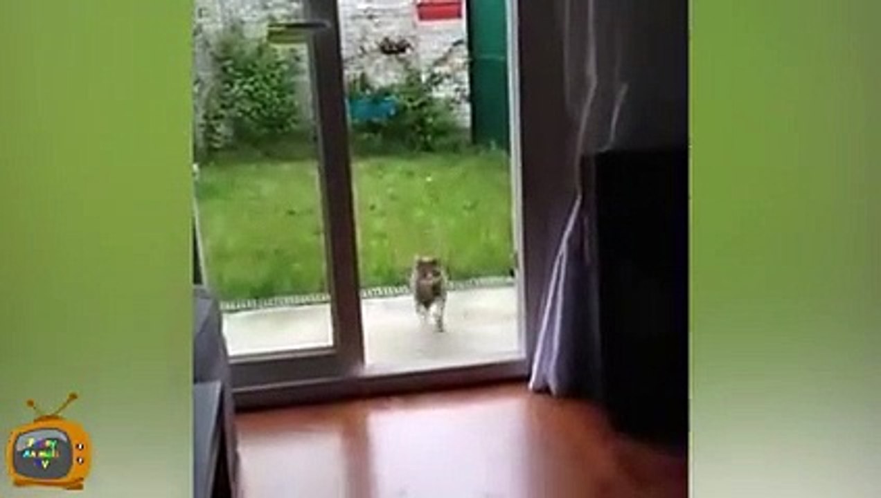 Animal Fails November 2015 - Animal Fail Videos - Animal Fails Compilation 2015