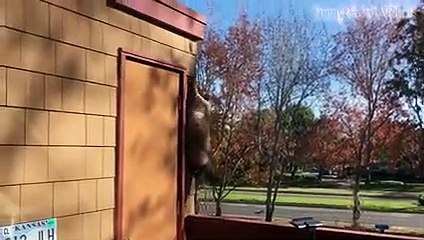 Animal Fails of the Week 2 January 2017 - Animal Fails Compilation 2017