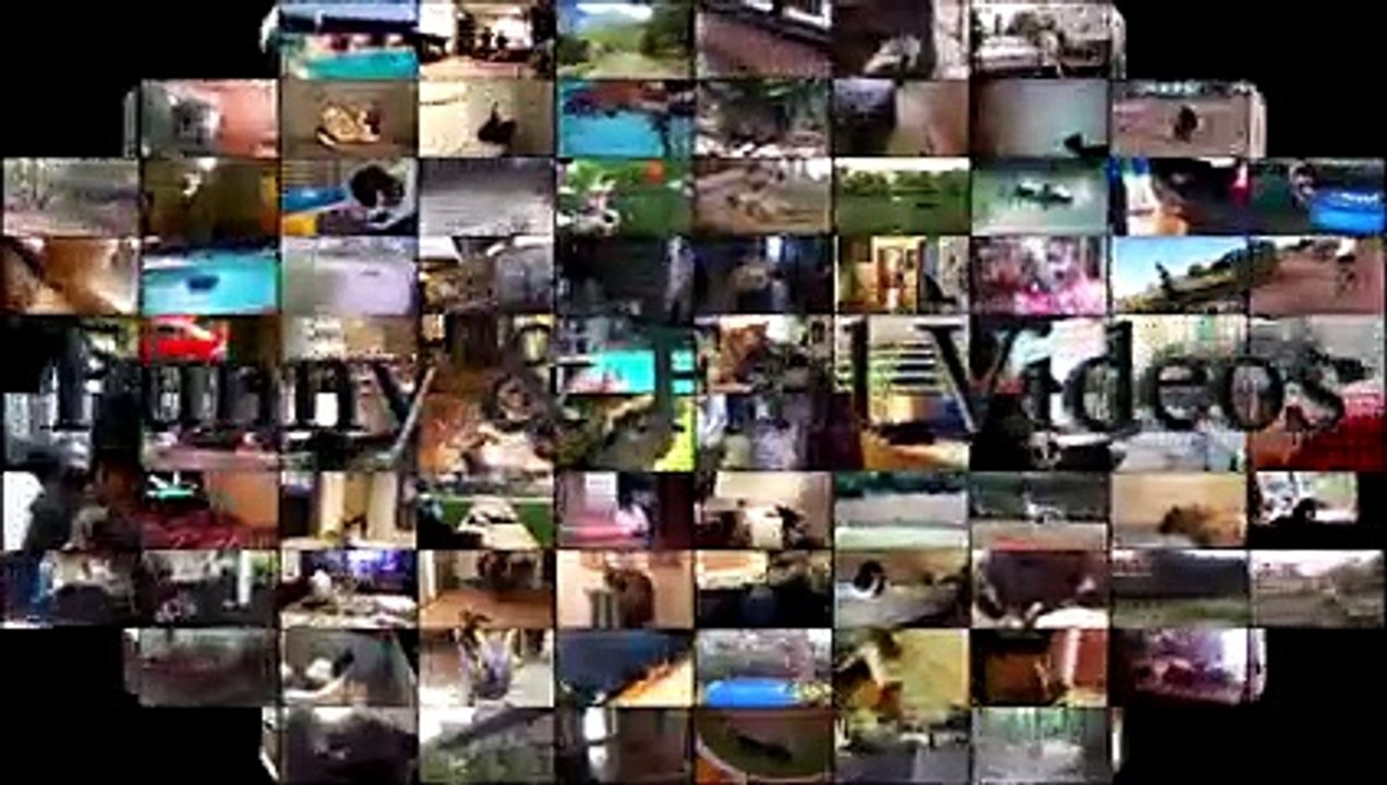 Dogs vs Stairs - Cats vs Stairs - Animals vs Stairs Compilation 2017