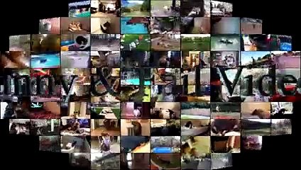 Cats Vs Water - Cats Falling In Water - Funny Cats 2017 - Funny Cat Bathing Compilation Part 3