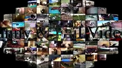 Funny Animals Get Their Revenge Part 3 - Animals vs People - Funny Animals