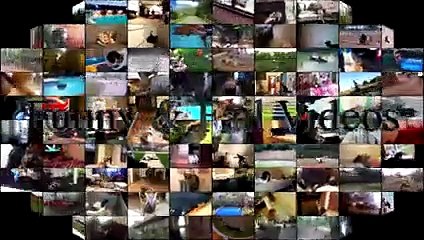 Funny Animals Giving High Fives Compilation 2017