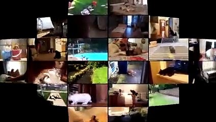 Animals vs People - Funny Animals Get Their Revenge Part 4