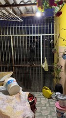 Un chien intelligent grimpe par-dessus la clôture