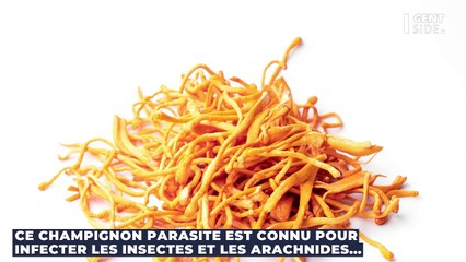 Cette incroyable photo dévoile une fourmi se faisant dévorer par un champignon zombie