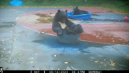 Tuxedoed Black Bears Cool Off On Basketball Court