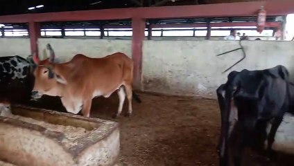 Saw the arrangements while inspecting Kapila Gaushala