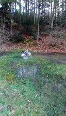 Un chien et un cerf deviennent amis