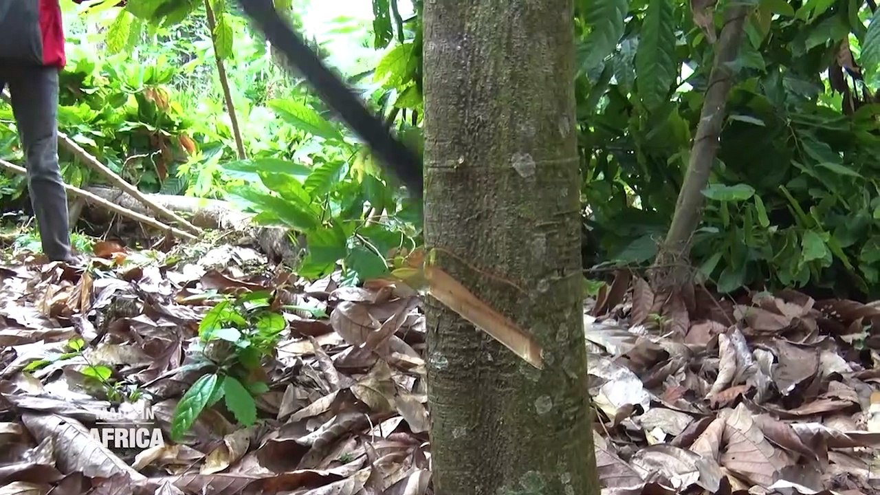 Made In Africa : les défis de la reforestation en Côte d'Ivoire (Reportage)