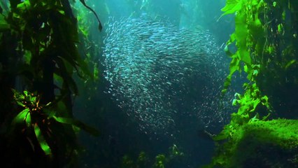 El impacto del cambio climático en la biodiversidad: amenazas y soluciones