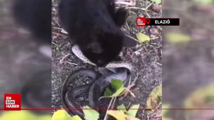 Yavru kedi, 2 metrelik yılanı yakalayıp yemeye çalıştı