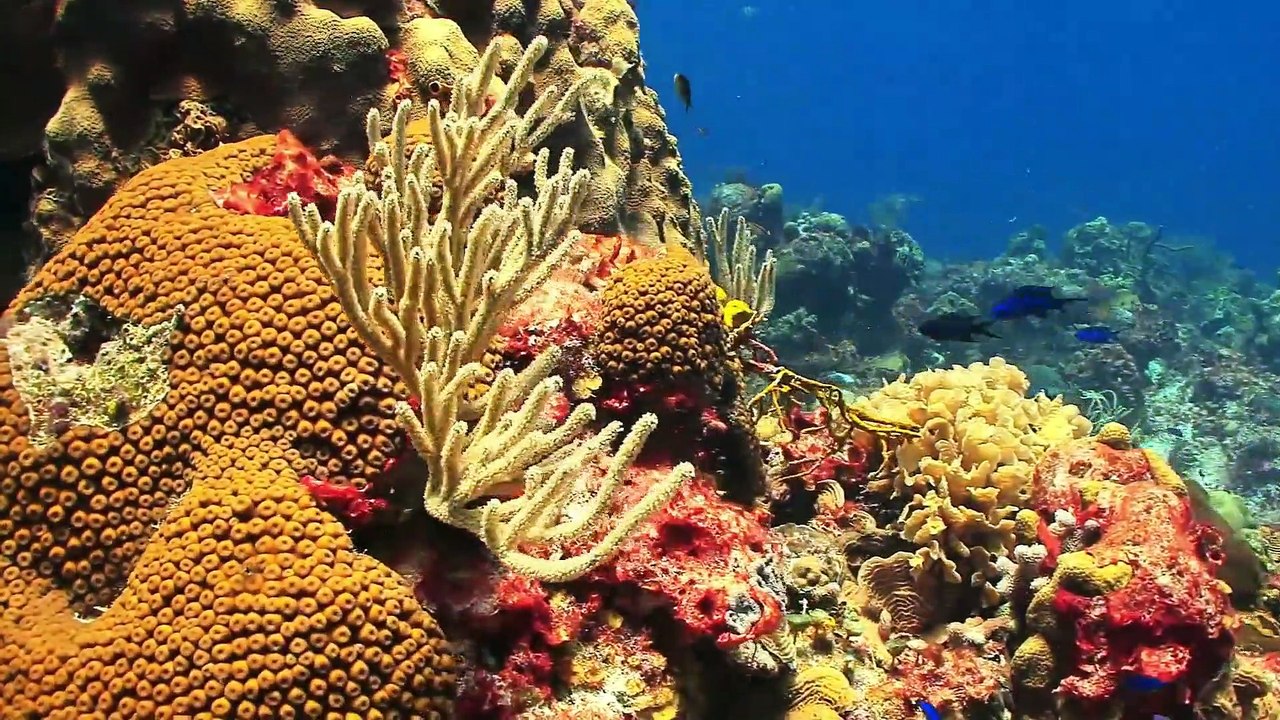 La importancia de conservar los ecosistemas marinos y costeros