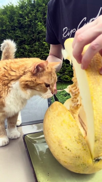 Un chat curieux mange un melon