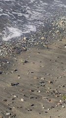 Turista encuentra una zumbadora café en una playa de Omoa, Cortés