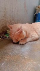 Sleeping Cat  l Pet Animal l Imran Zaman