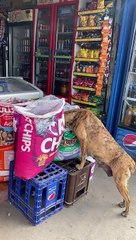 Stray Dog Sneaks a Snack