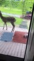 Puppy Just Wants To Play With Deer