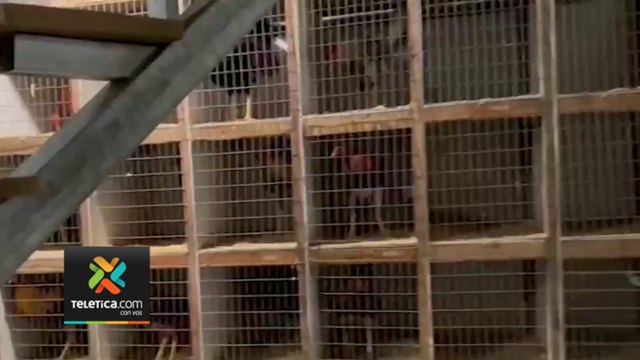 tn7-decomiso-de-gallos-en-acosta-220823