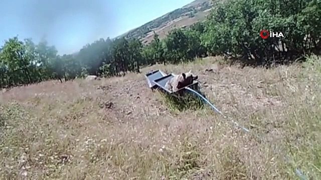 Sıcaktan bunalan boz ayı sıvata girerek böyle serinledi