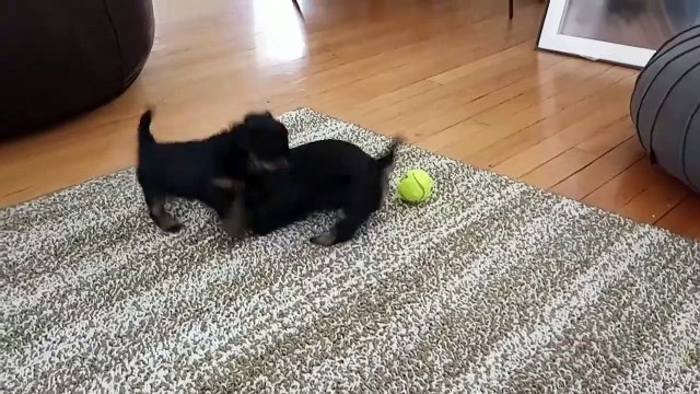 Mama Dog brise les chiots en difficulté