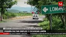 Productores de limón son acechados por crimen organizado en Michoacán, les piden cuota por tonelada